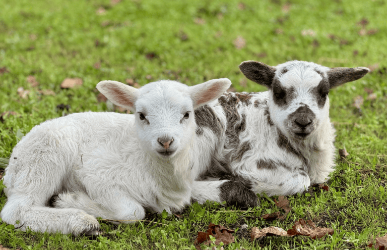 Reviving the Blog with Updates from the Farm