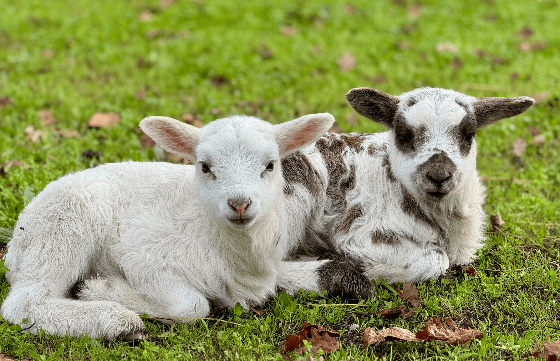 Reviving the Blog with Updates from the Farm