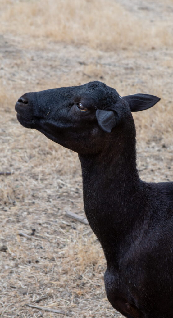 Close-up of a black sheep with a calm expression in a dry field.