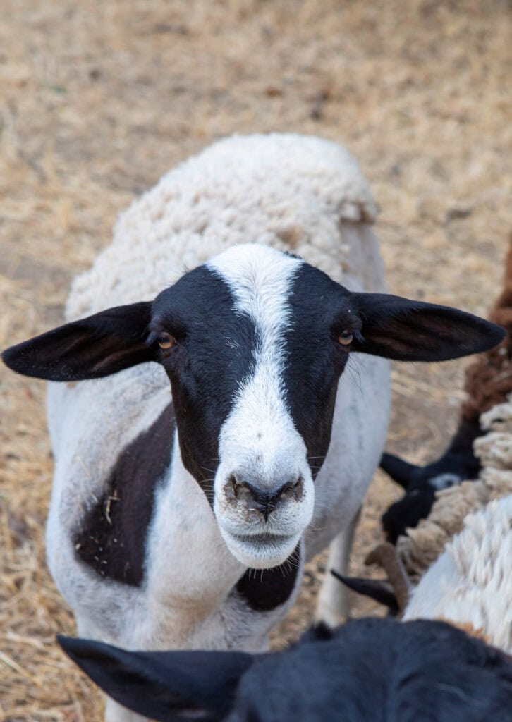 Close-up of a black and white sheep with large ears on a farm.
