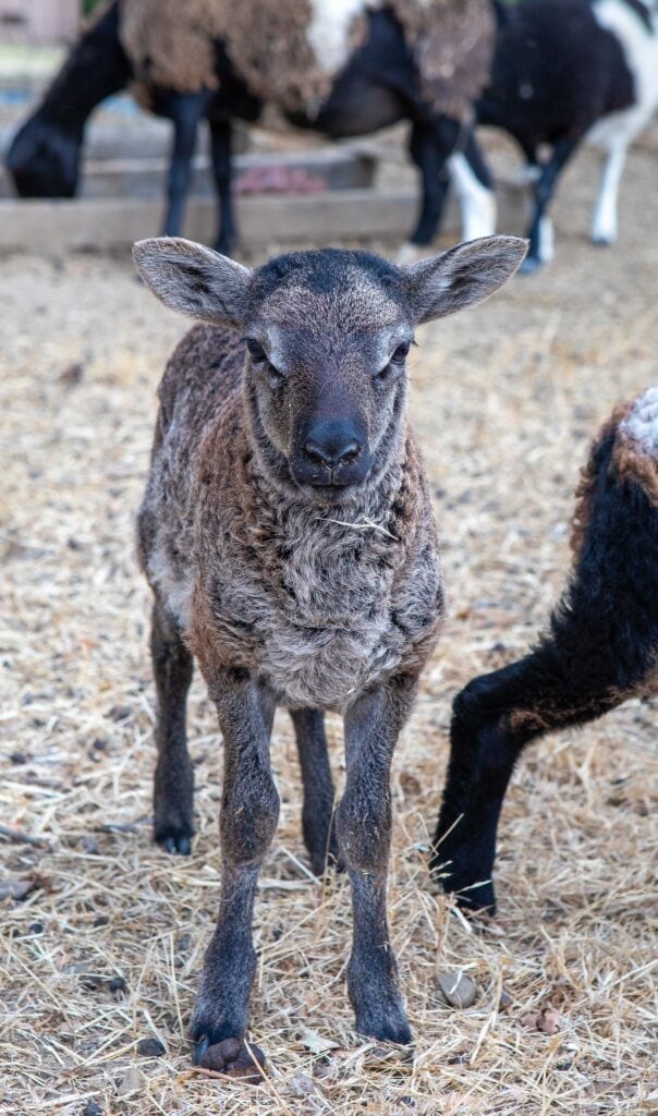 Adorable baby lamb standing on straw with other sheep in background.
