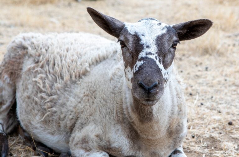 Young sheep lying on dry grass in a rural farm setting.