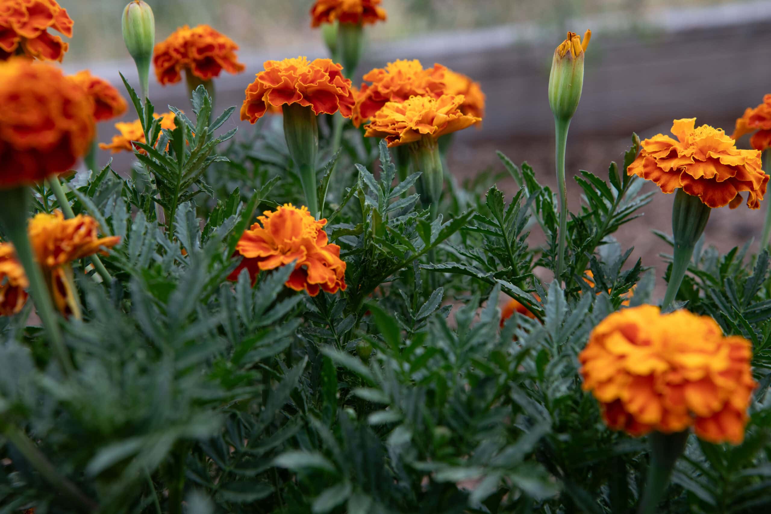 Bright orange marigolds blooming in a lush garden setting.